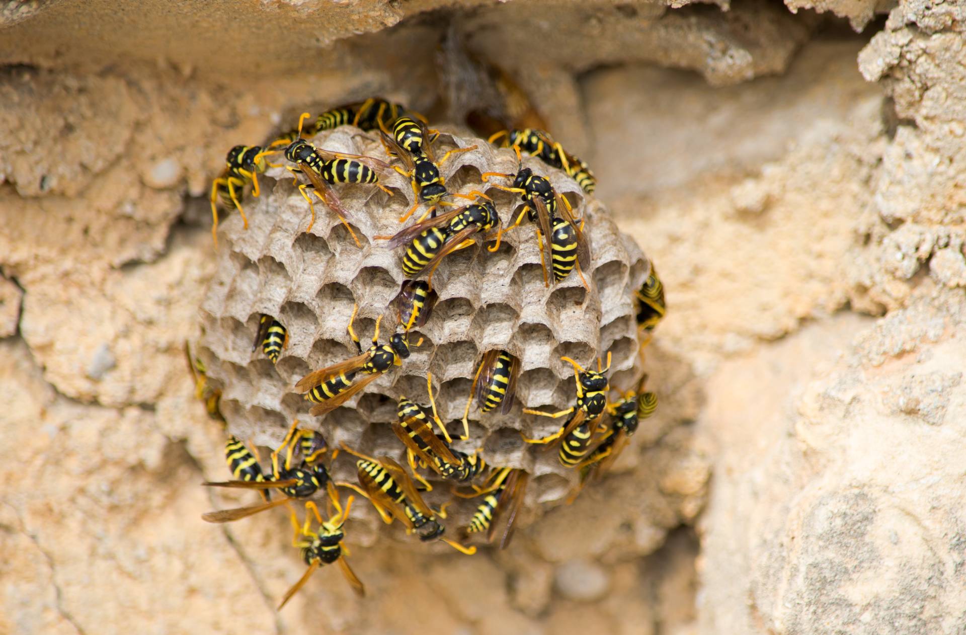 Destructions nid de frelons
